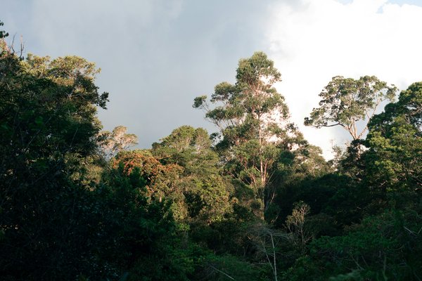 Comment organiser une randonnée dans les forêts de Madagascar à faible coût?